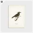 3-31_Svenska-Faglar_postcard