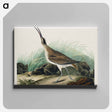 アートパネル-Hudsonian Curlew from Birds of America
 - アメリカの鳥たち Canvas.