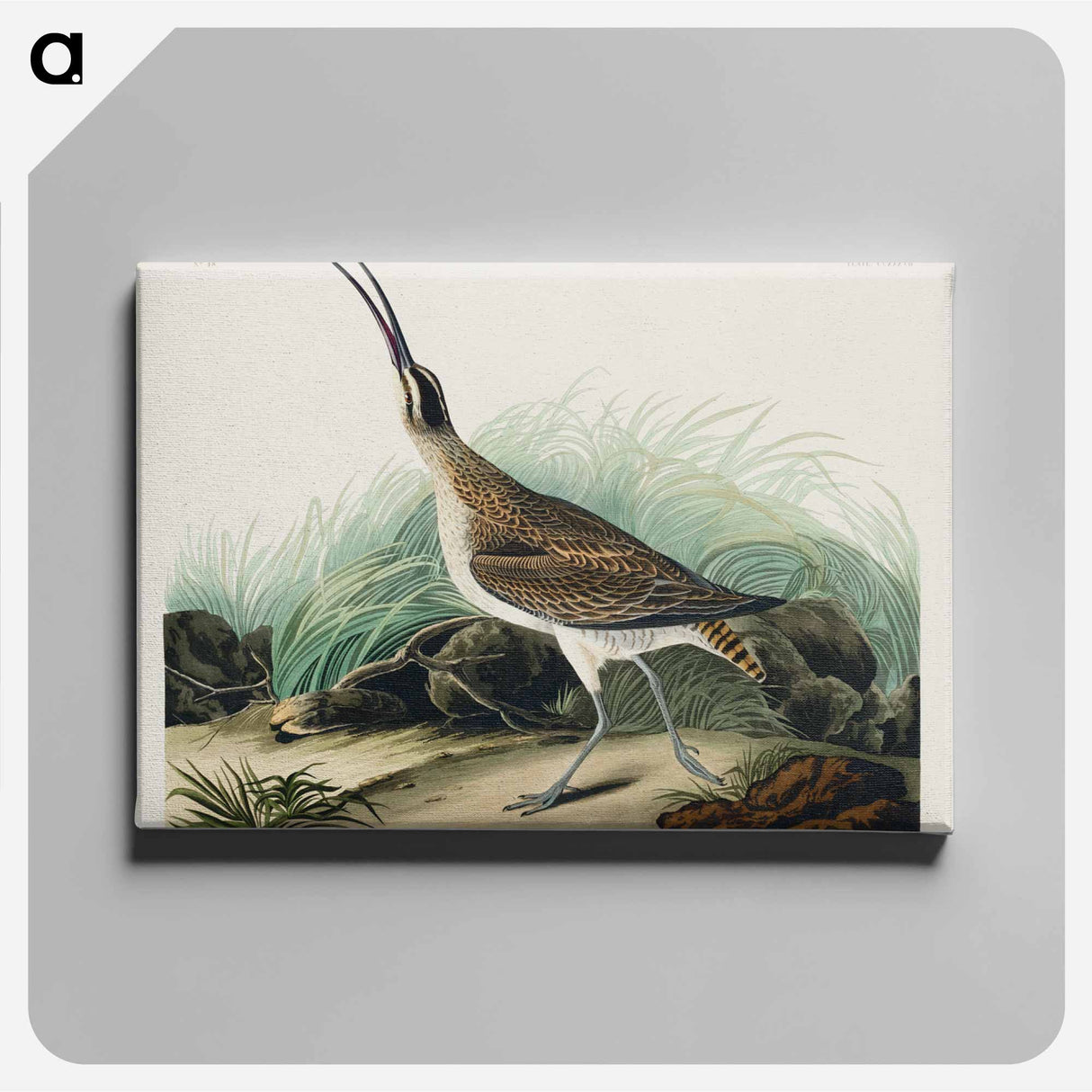 アートパネル-Hudsonian Curlew from Birds of America
 - アメリカの鳥たち Canvas.