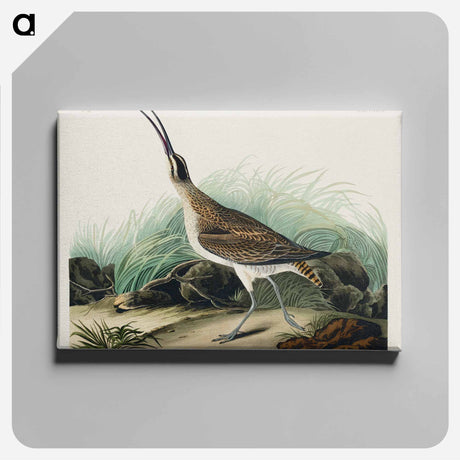 アートパネル-Hudsonian Curlew from Birds of America
 - アメリカの鳥たち Canvas.