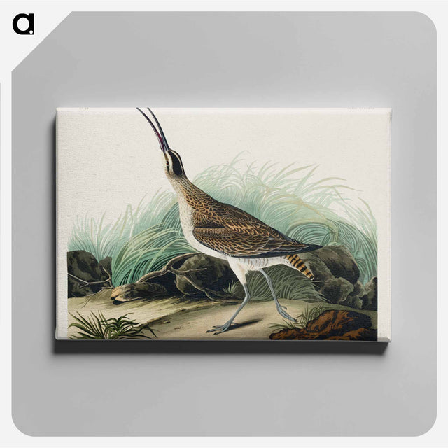 アートパネル-Hudsonian Curlew from Birds of America
 - アメリカの鳥たち Canvas.