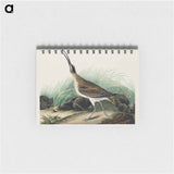 アートメモ帳-Hudsonian Curlew from Birds of America
 - アメリカの鳥たち Memo.