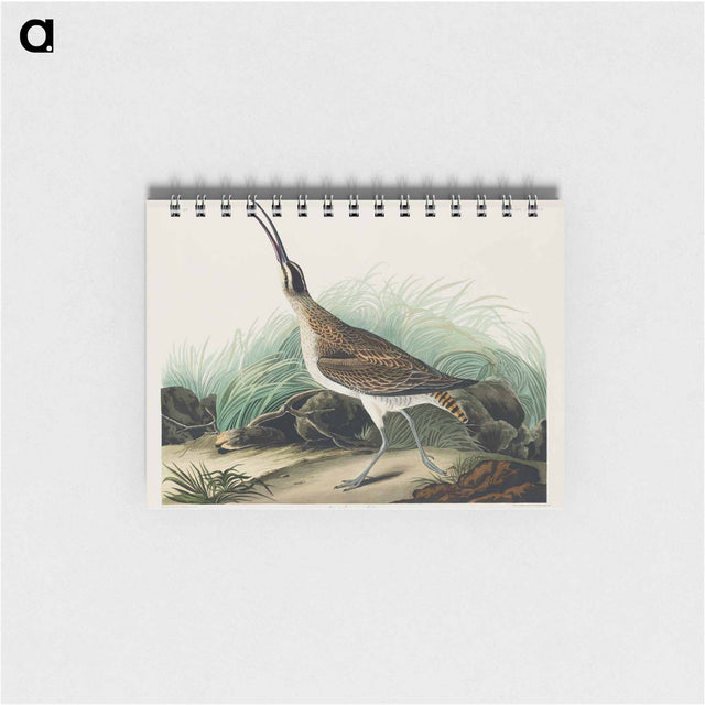 アートメモ帳-Hudsonian Curlew from Birds of America
 - アメリカの鳥たち Memo.