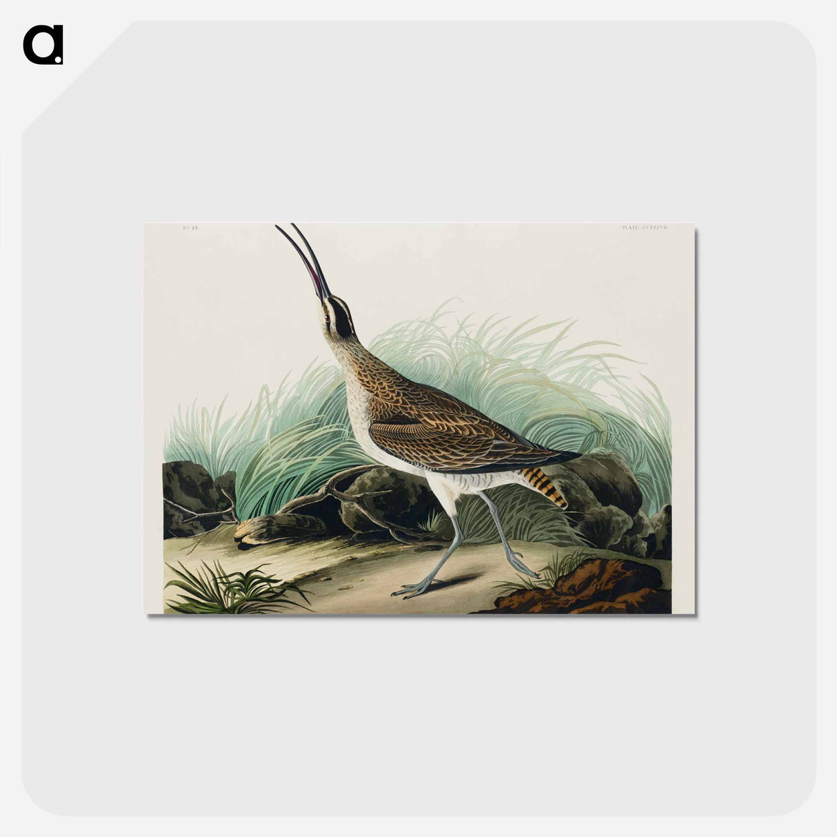 アートポストカード-Hudsonian Curlew from Birds of America
 - アメリカの鳥たち Postcard.