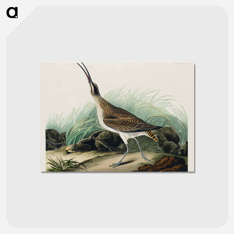 アートポストカード-Hudsonian Curlew from Birds of America
 - アメリカの鳥たち Postcard.