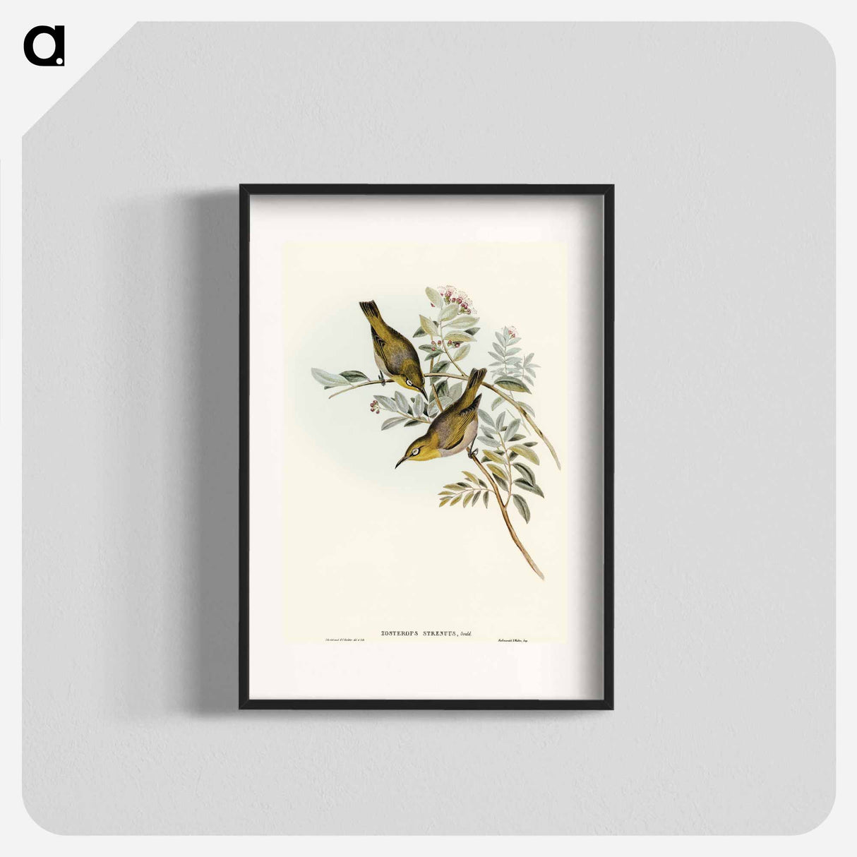 Robust Zosterops
 - オーストラリアの鳥 Poster.