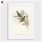 Robust Zosterops
 - オーストラリアの鳥 Poster.