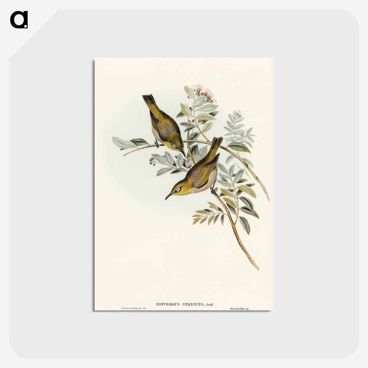 アートポストカード-Robust Zosterops
 - オーストラリアの鳥 Postcard.