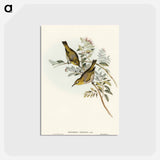 アートポストカード-Robust Zosterops
 - オーストラリアの鳥 Postcard.