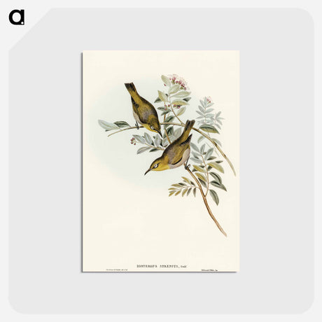 アートポストカード-Robust Zosterops
 - オーストラリアの鳥 Postcard.