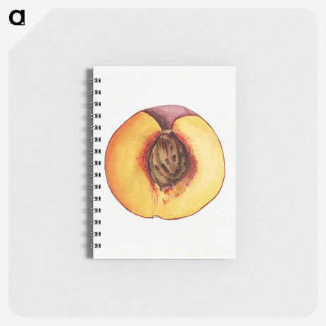 3-31_USDA-Watercolor-Fruit-Painting-Collection_memo
