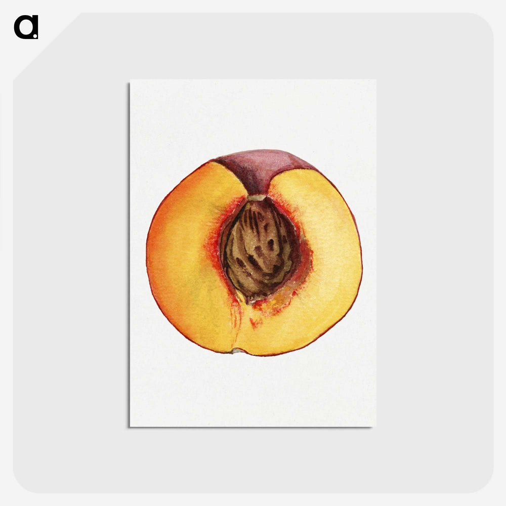 3-31_USDA-Watercolor-Fruit-Painting-Collection_postcard