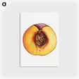 3-31_USDA-Watercolor-Fruit-Painting-Collection_postcard