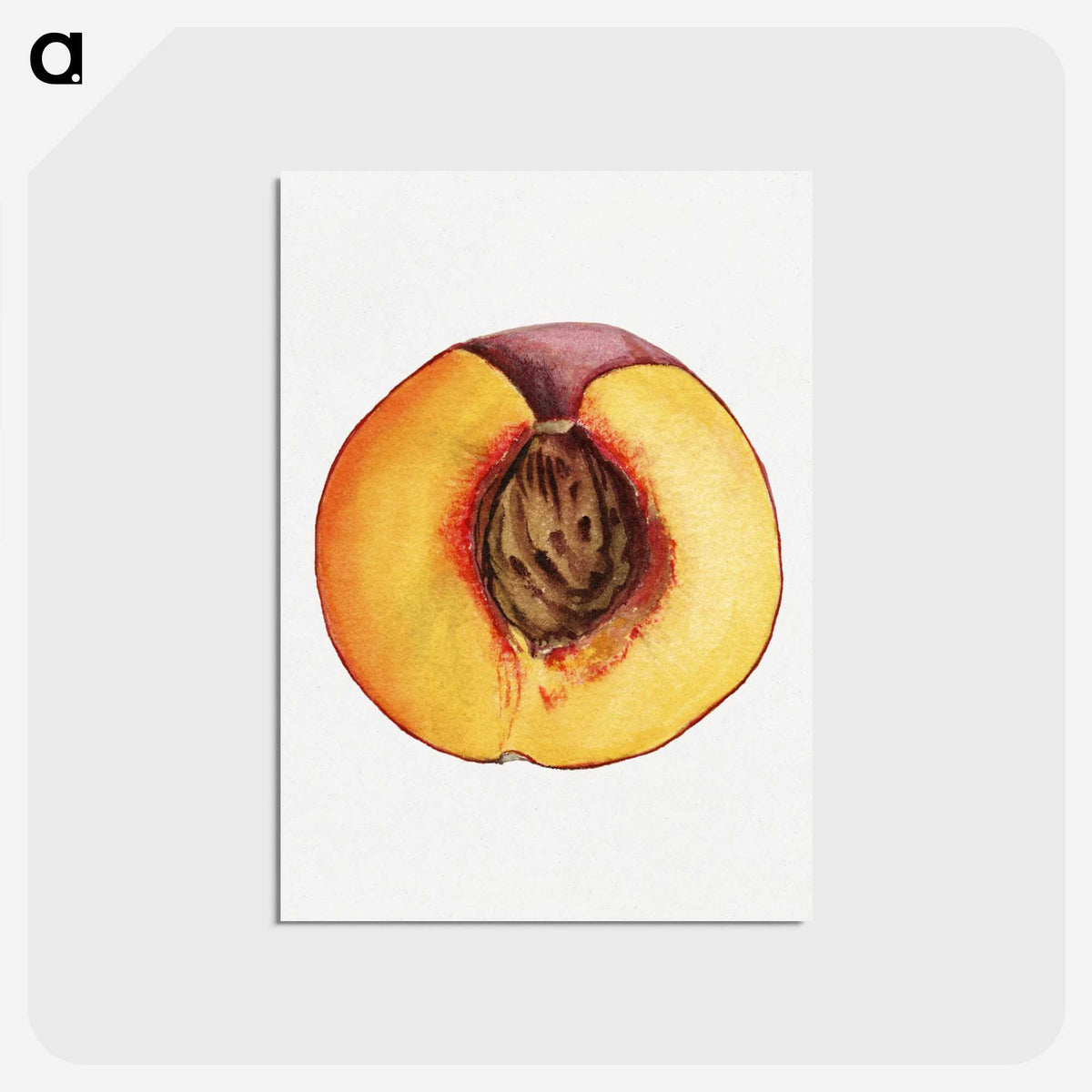 3-31_USDA-Watercolor-Fruit-Painting-Collection_postcard