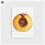 3-31_USDA-Watercolor-Fruit-Painting-Collection_postcard