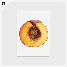 3-31_USDA-Watercolor-Fruit-Painting-Collection_postcard