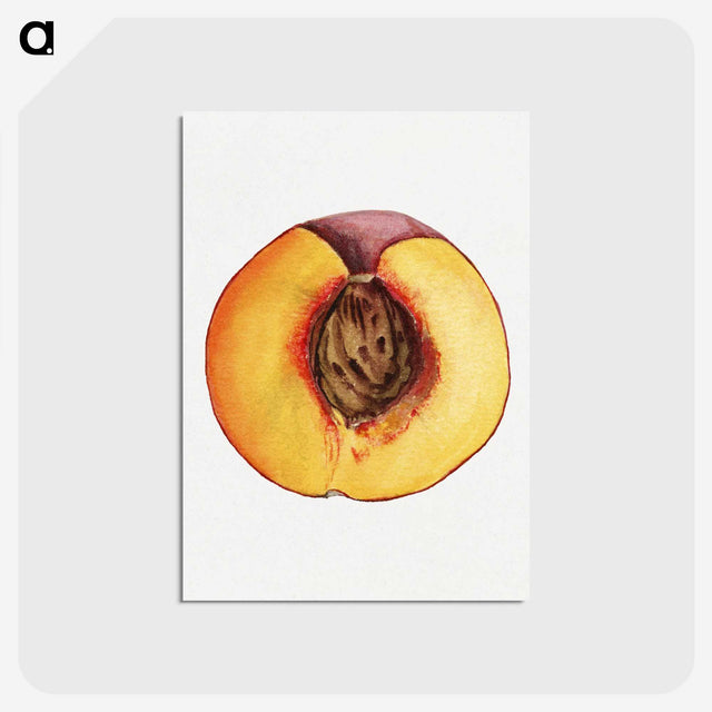 3-31_USDA-Watercolor-Fruit-Painting-Collection_postcard