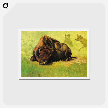 アートポストカード-Bison with Coyotes in the Background - アルバート ビアスタット Postcard.