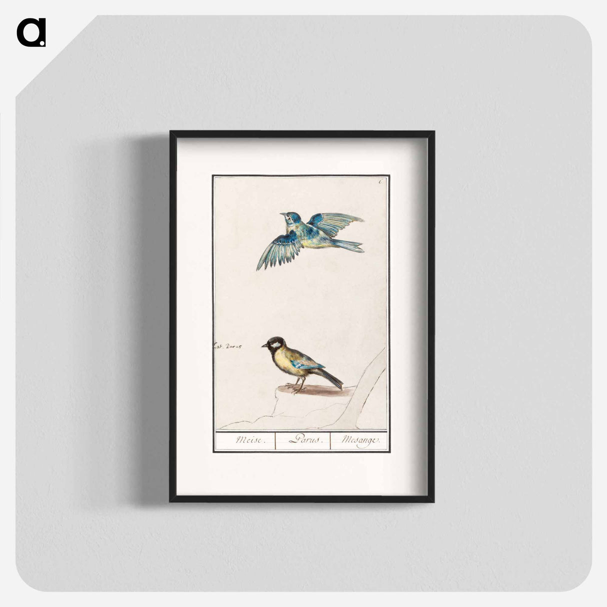 Blue tit, cyanistes caeruleus and great tit, parus major - アンセルムス ボエティウス デ ブート Poster.