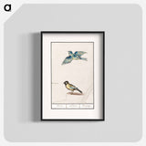 Blue tit, cyanistes caeruleus and great tit, parus major - アンセルムス ボエティウス デ ブート Poster.