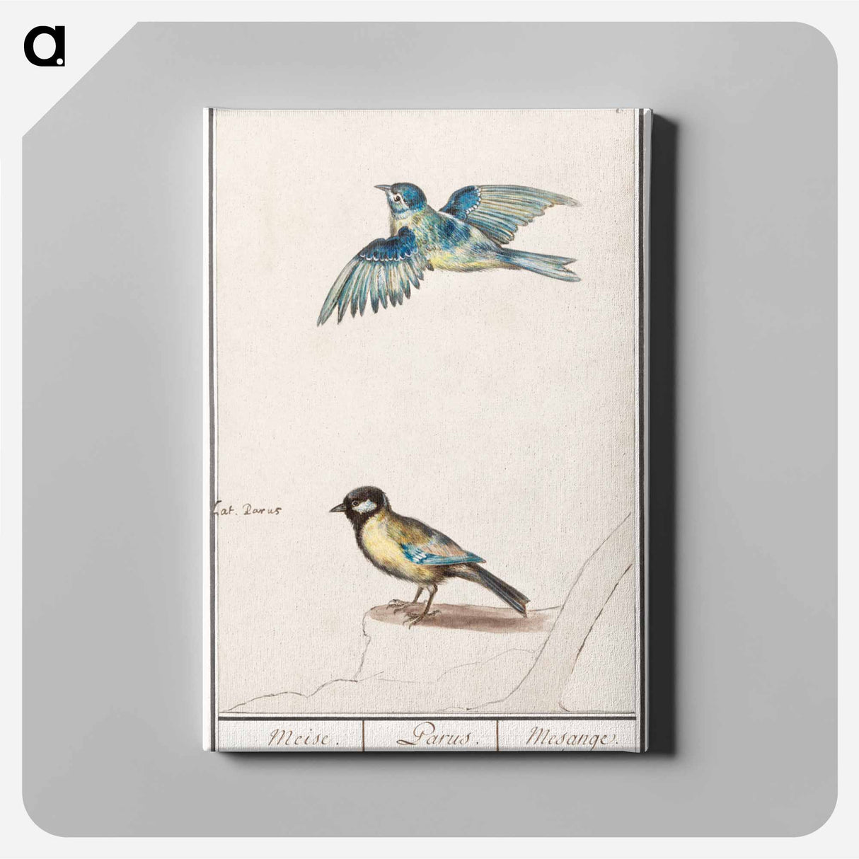Blue tit, cyanistes caeruleus and great tit, parus major - アンセルムス ボエティウス デ ブート Canvas.