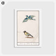 アートポストカード-Blue tit, cyanistes caeruleus and great tit, parus major - アンセルムス ボエティウス デ ブート Postcard.
