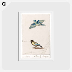 アートポストカード-Blue tit, cyanistes caeruleus and great tit, parus major - アンセルムス ボエティウス デ ブート Postcard.