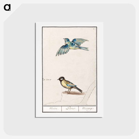 アートポストカード-Blue tit, cyanistes caeruleus and great tit, parus major - アンセルムス ボエティウス デ ブート Postcard.