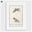 3-32_Anselmus-Boetius-de-Boodt_picture