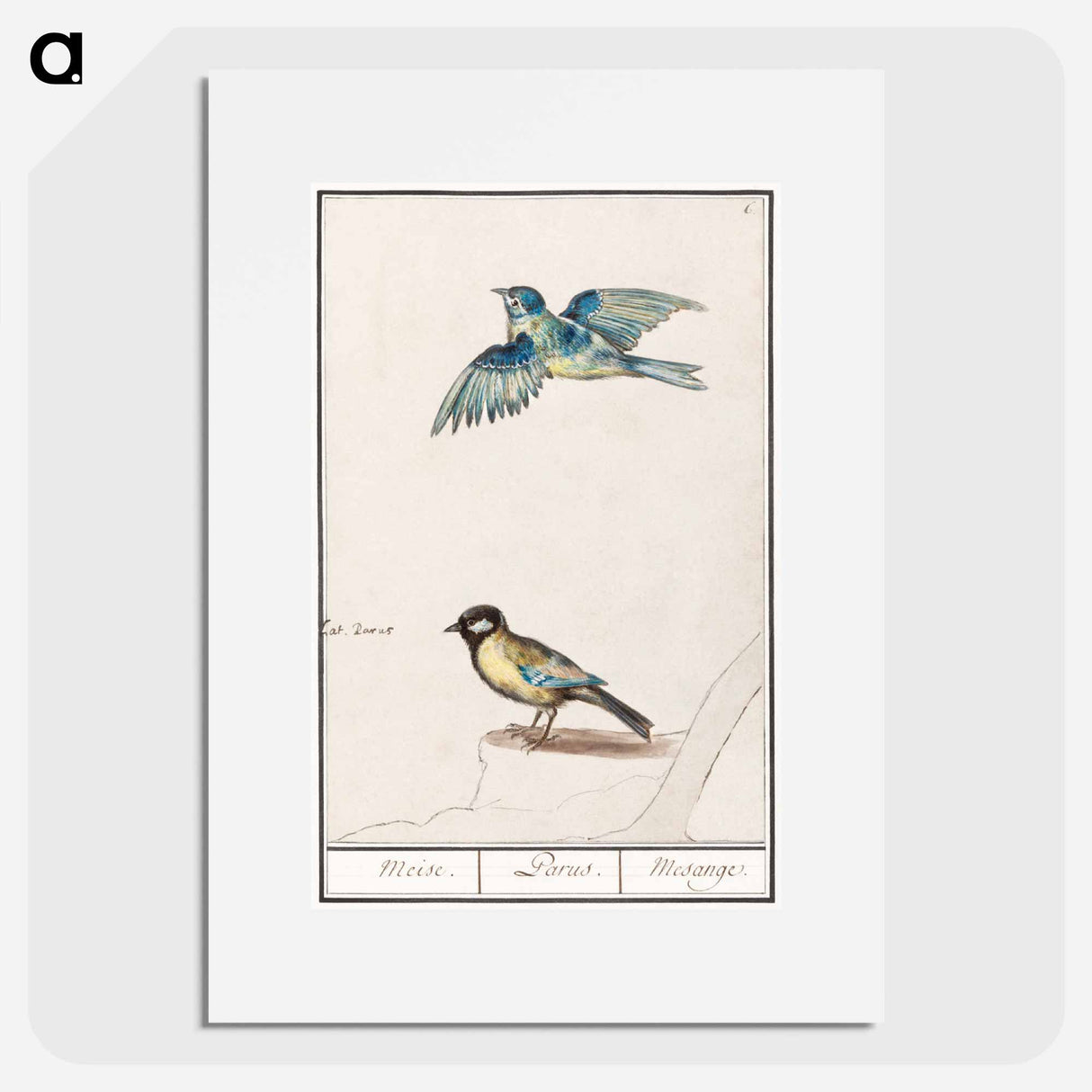 Blue tit, cyanistes caeruleus and great tit, parus major - アンセルムス ボエティウス デ ブート Poster.