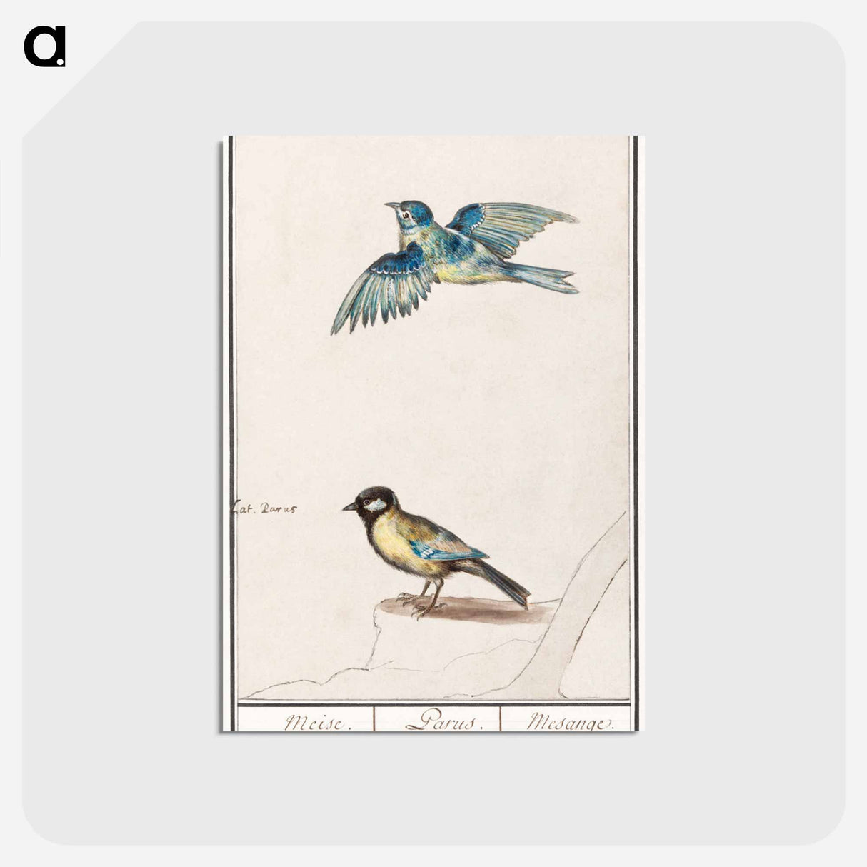 アートポストカード-Blue tit, cyanistes caeruleus and great tit, parus major - アンセルムス ボエティウス デ ブート Postcard.