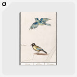 アートポストカード-Blue tit, cyanistes caeruleus and great tit, parus major - アンセルムス ボエティウス デ ブート Postcard.