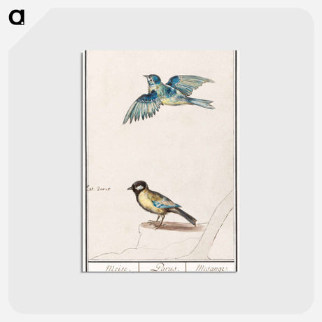 アートポストカード-Blue tit, cyanistes caeruleus and great tit, parus major - アンセルムス ボエティウス デ ブート Postcard.