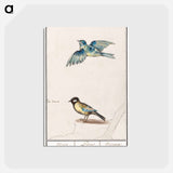 Blue tit, cyanistes caeruleus and great tit, parus major - アンセルムス ボエティウス デ ブート Postcard.