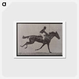 アートポストカード-Galloping Horse and Rider
 - エドワード マイブリッジ Postcard.