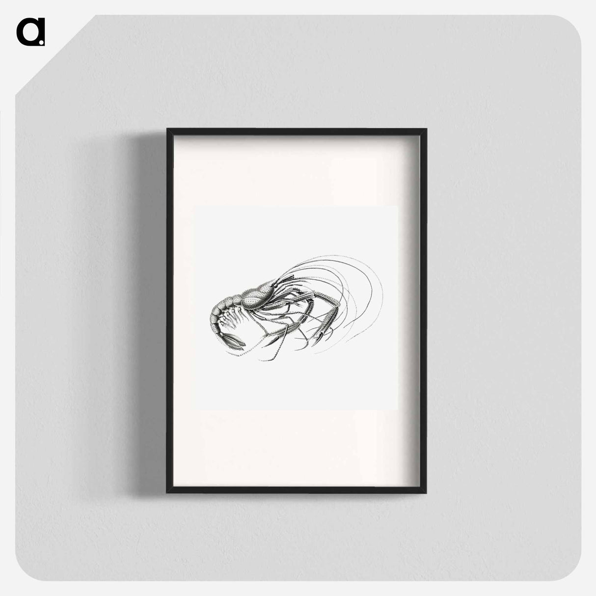 Vintage prawn marine life illustration - エルンスト ヘッケル Poster.