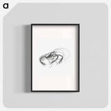Vintage prawn marine life illustration - エルンスト ヘッケル Poster.