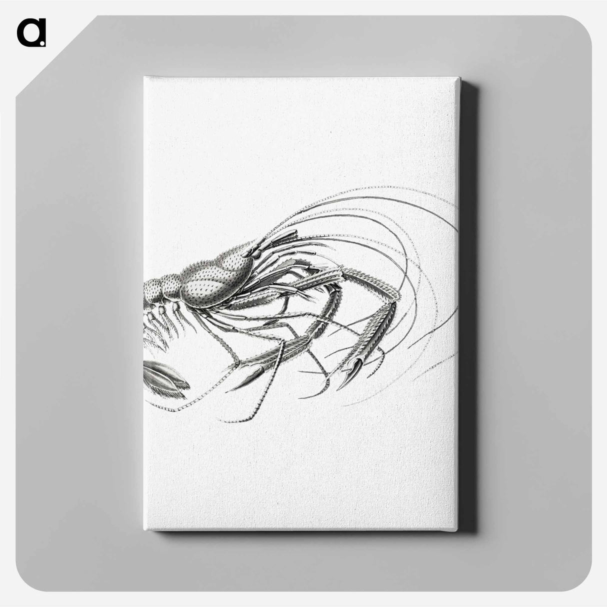 Vintage prawn marine life illustration - エルンスト ヘッケル Canvas.