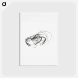 アートポストカード-Vintage prawn marine life illustration - エルンスト ヘッケル Postcard.