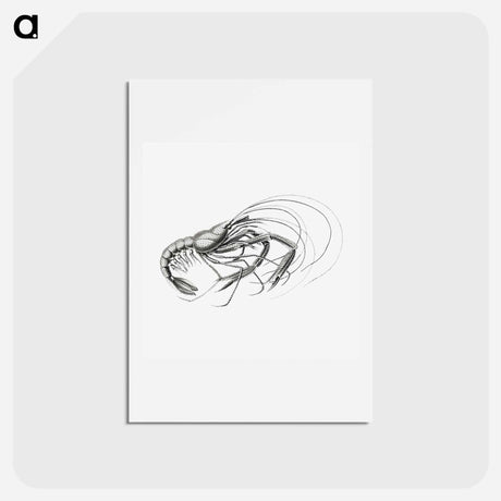 アートポストカード-Vintage prawn marine life illustration - エルンスト ヘッケル Postcard.