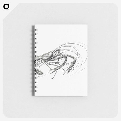 3-32_Ernst-Haeckel_memo