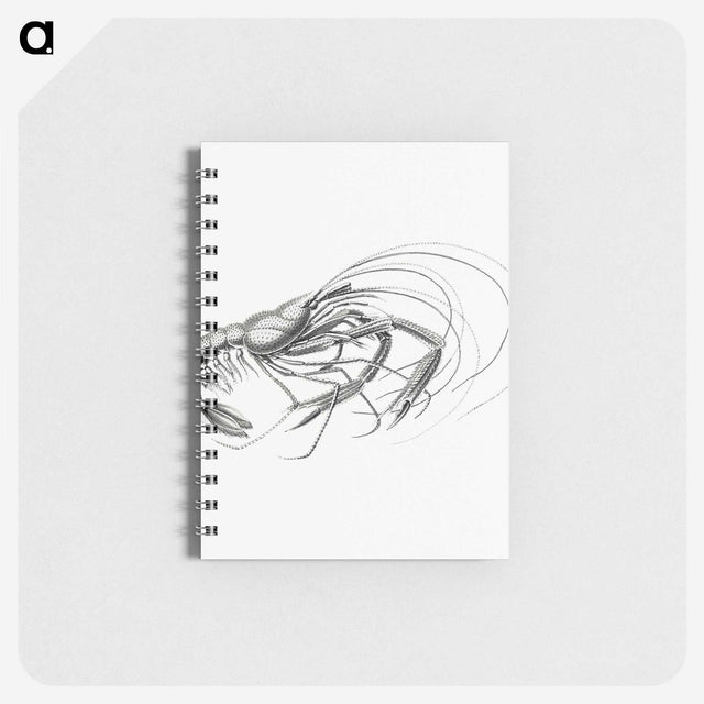 3-32_Ernst-Haeckel_memo
