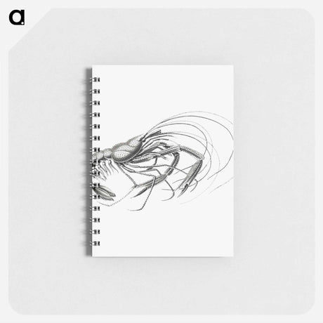 アートメモ帳-Vintage prawn marine life illustration - エルンスト ヘッケル Memo.