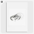 3-32_Ernst-Haeckel_picture