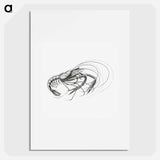 Vintage prawn marine life illustration - エルンスト ヘッケル Poster.