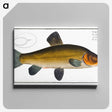 3-32_Ichtyologie-ou-Histoire-naturelle_canvas