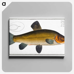 3-32_Ichtyologie-ou-Histoire-naturelle_canvas