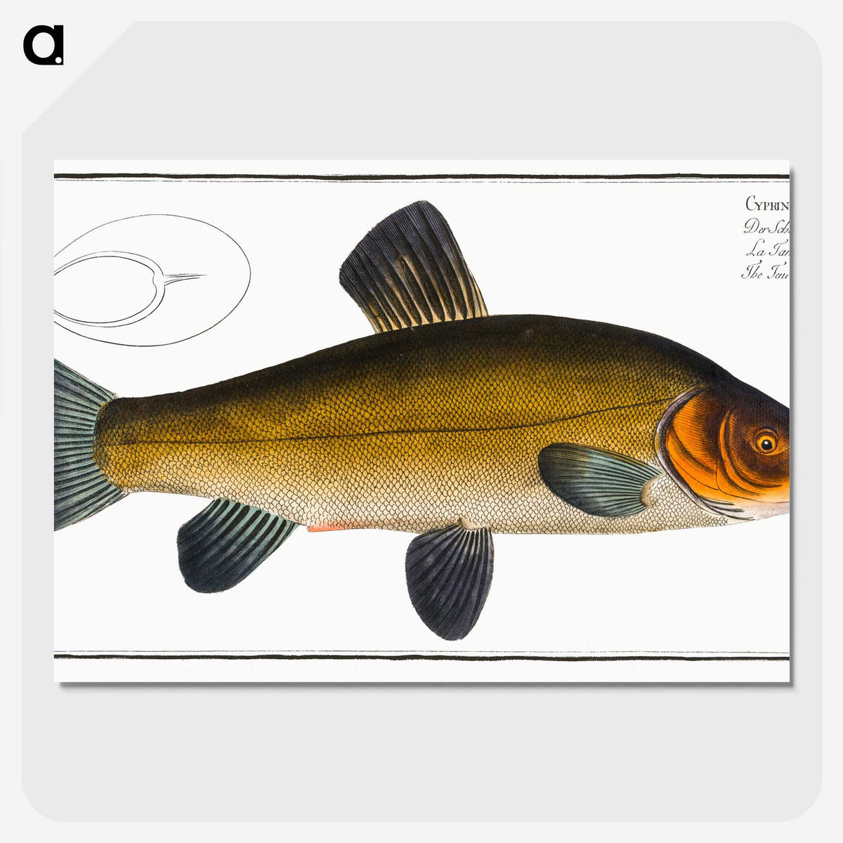 3-32_Ichtyologie-ou-Histoire-naturelle_picture-crop