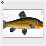 3-32_Ichtyologie-ou-Histoire-naturelle_picture-crop