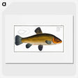 3-32_Ichtyologie-ou-Histoire-naturelle_picture